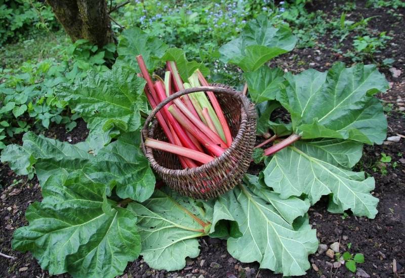 When Can Rhubarb Be Harvested