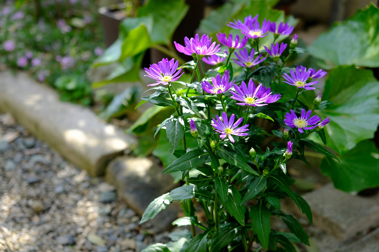 都忘れの花に秘められた悲哀と真実｜歴史の謎から栽培法まで徹底解剖