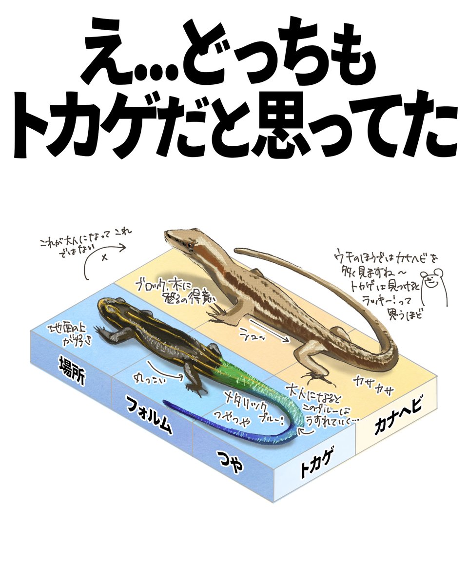 カナヘビとトカゲの違いを一瞬で見分ける！鱗・尻尾・生態の決定的な差