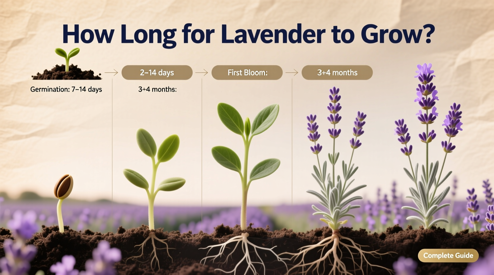 How Long Does Lavender Take to Grow