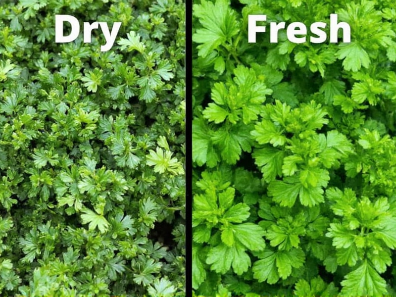 Dry Parsley vs Fresh Parsley