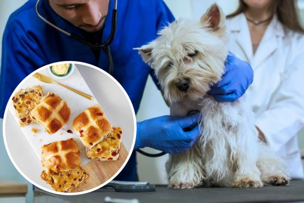 Can Dogs Eat Hot Cross Buns
