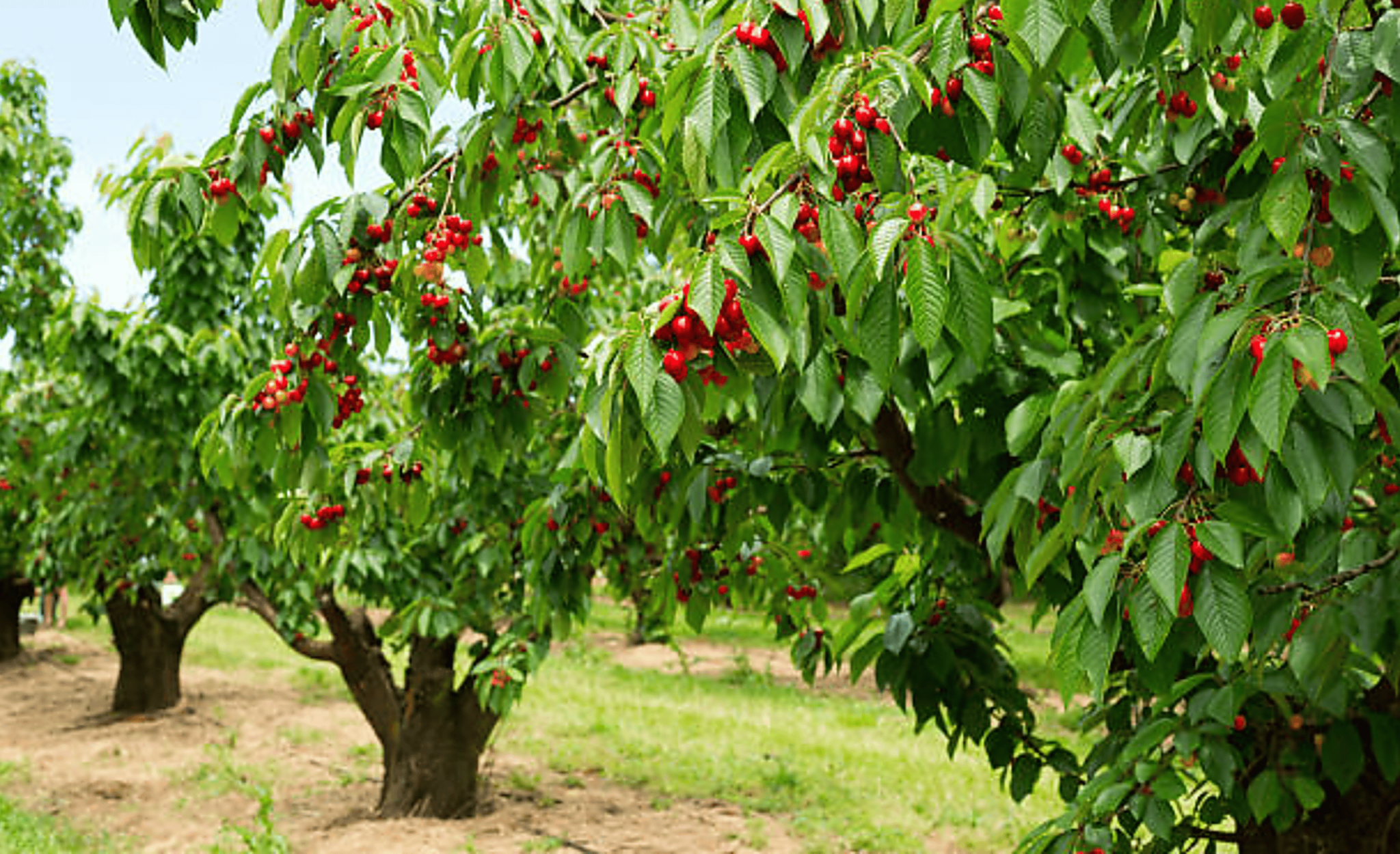 Where Can Cherry Trees Grow