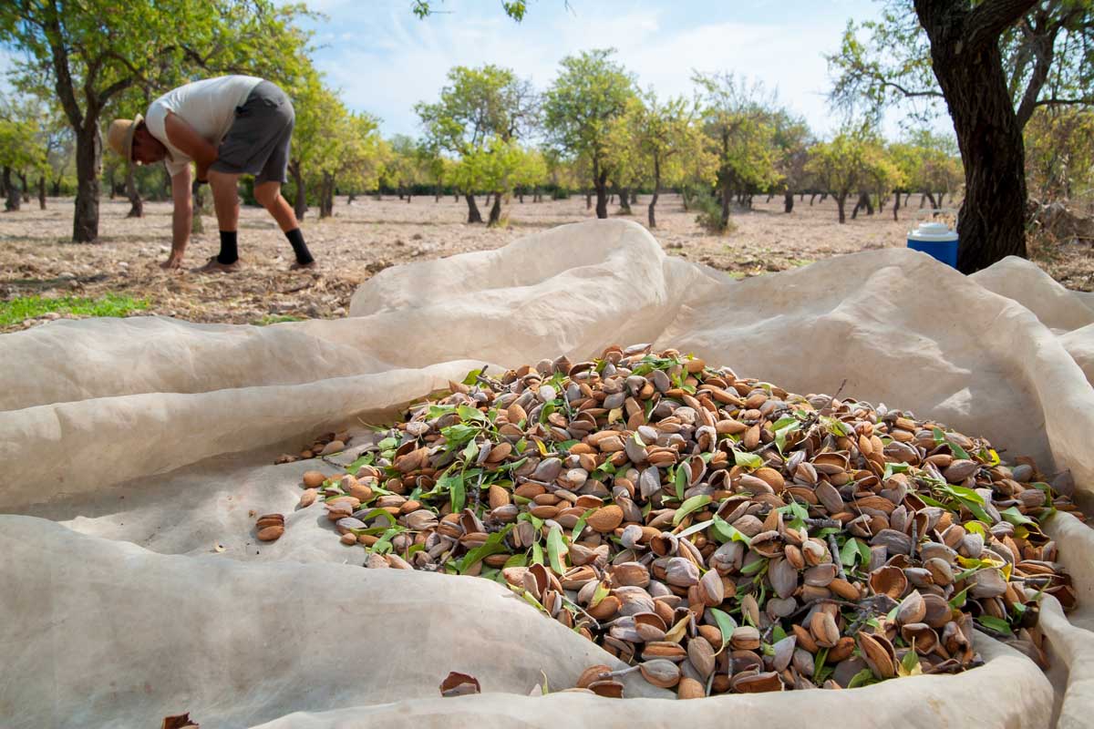 Is Almond Bad for the Environment