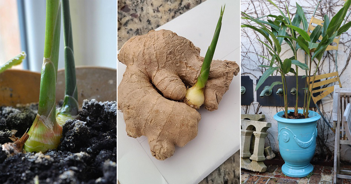 How to Grow Ginger in Uk