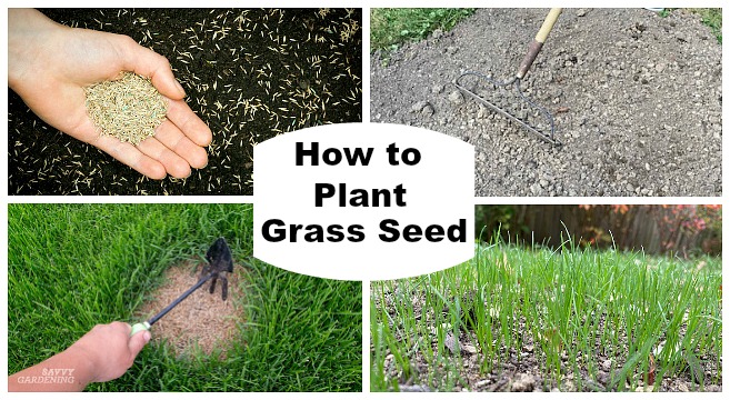 How to Plant Lawn Grass Seed