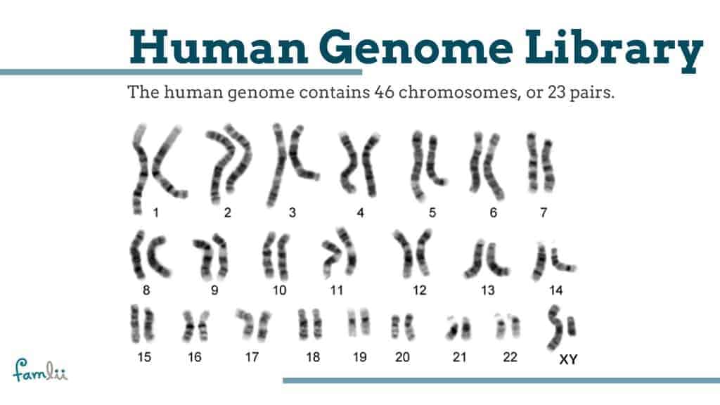 How Many Genes Does It Take to Make a Human