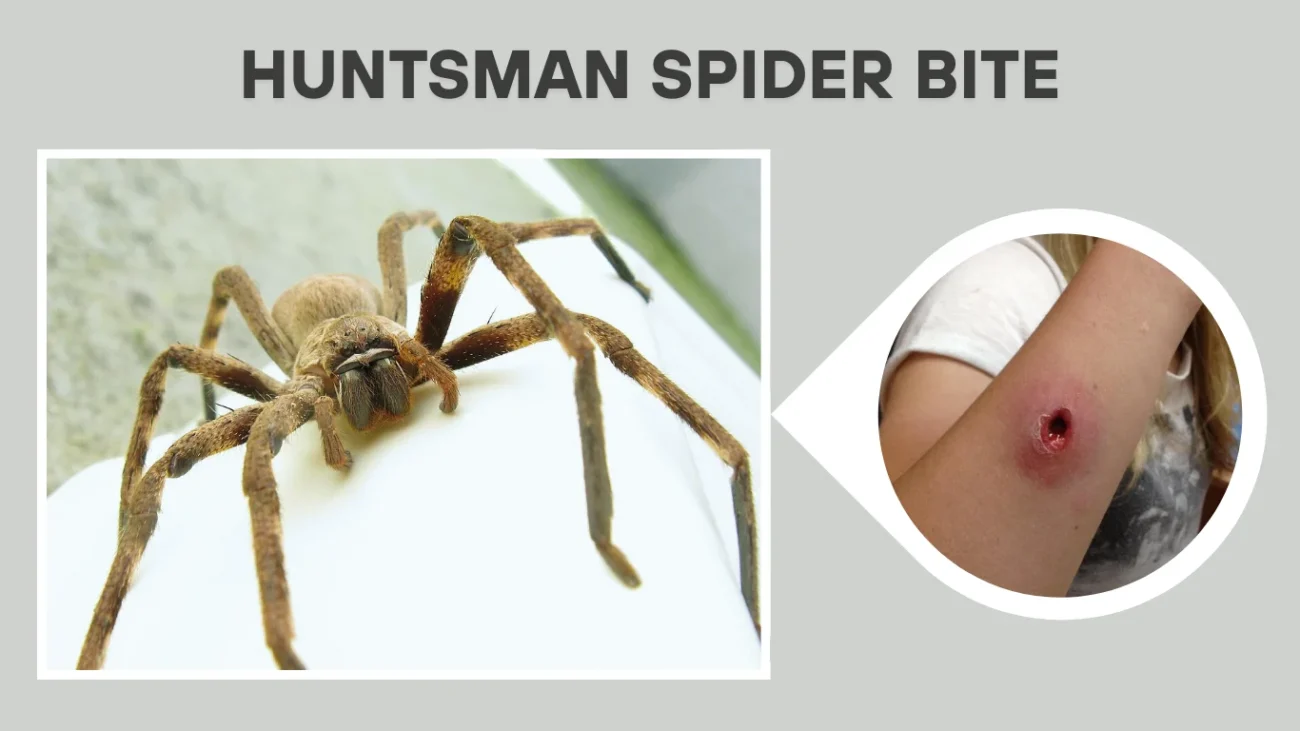 Are Huntsman Spiders Dangerous to Humans