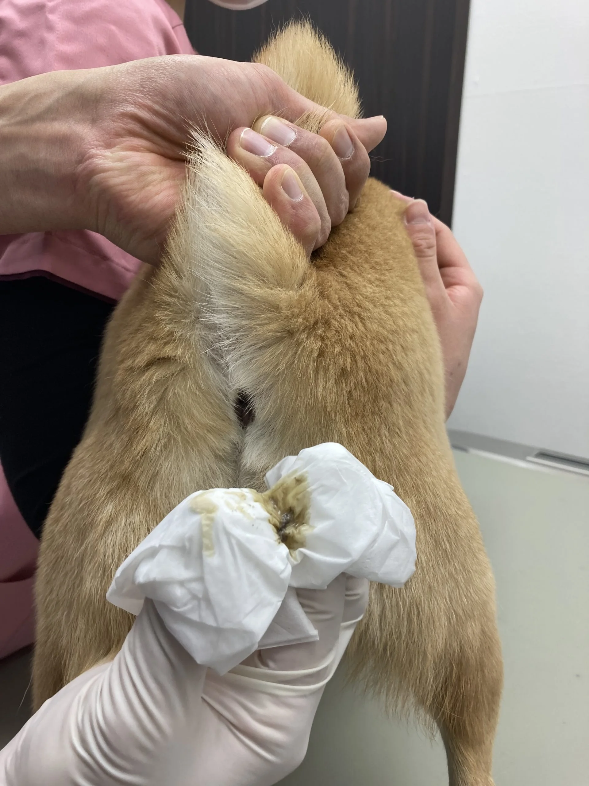 愛猫のお尻歩きは危険信号？猫の肛門腺絞りのやり方と破裂を防ぐ全知識