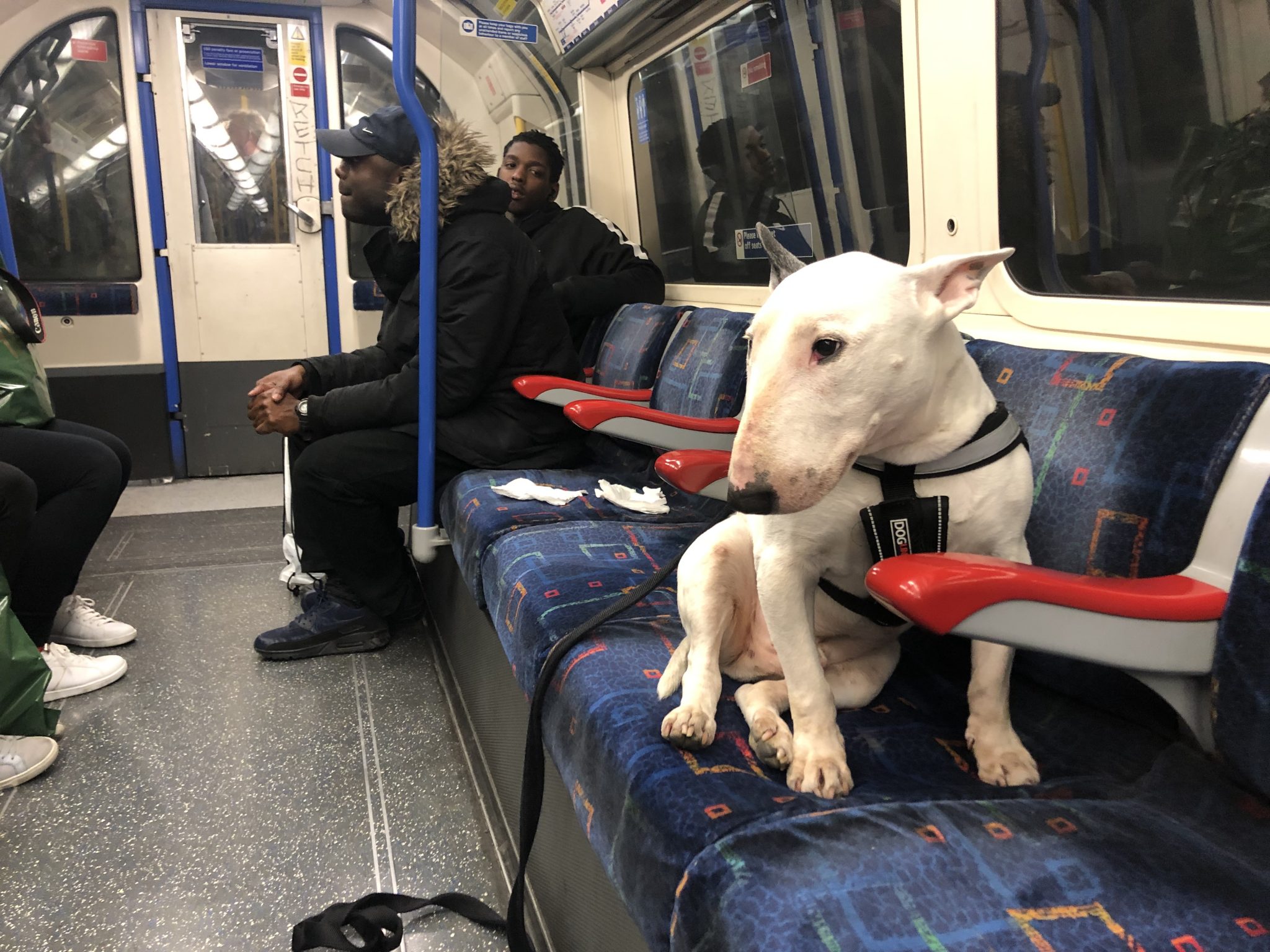 Can You Take Dogs on the Underground