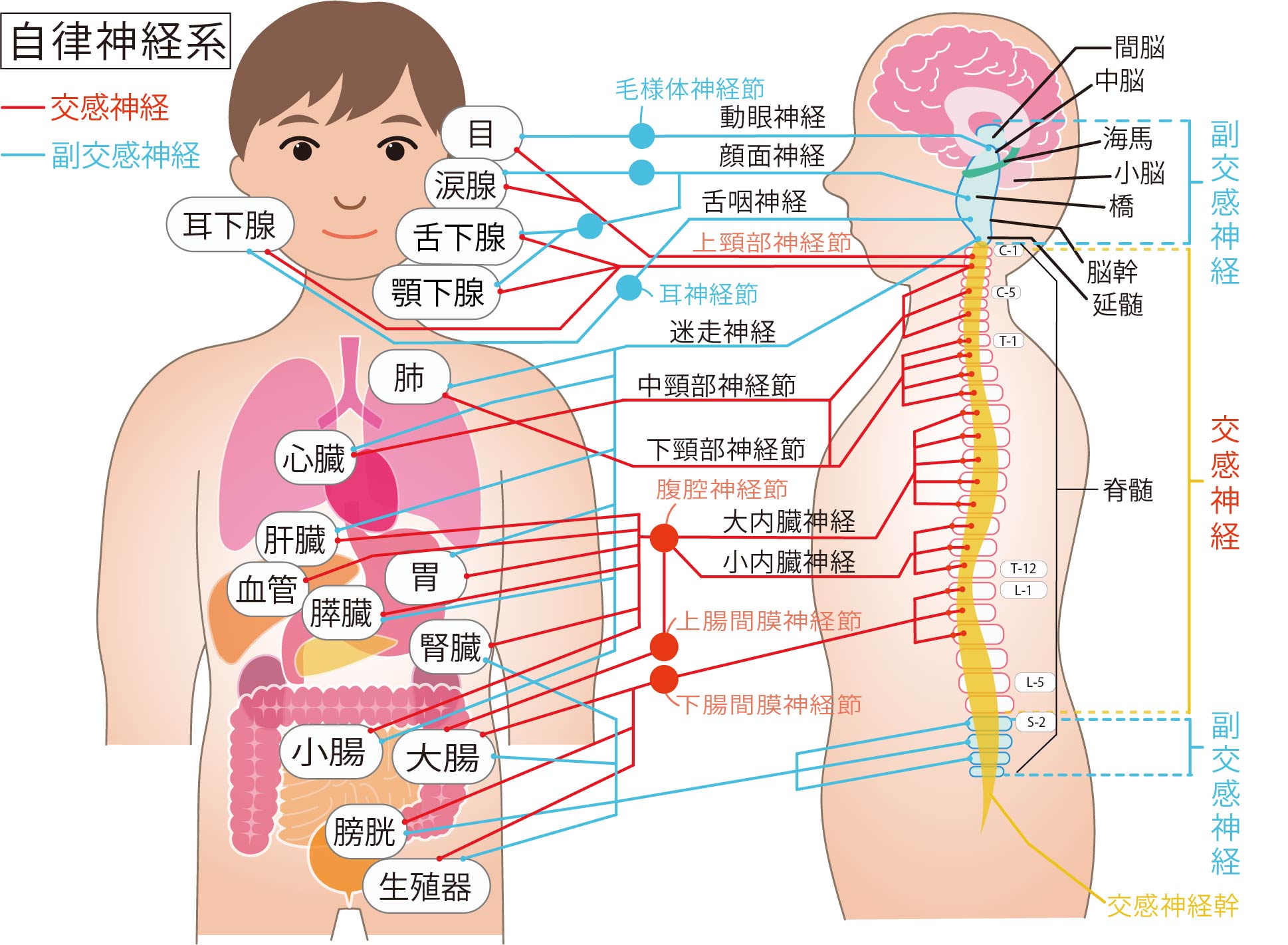 胃痛と背中の痛みが同時発生？放置厳禁の危険サインと何科を選ぶべきか