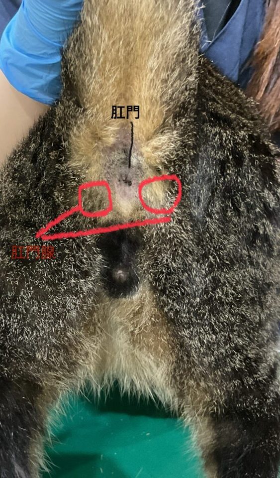 愛猫のお尻から出血？突然の肛門線破裂を防ぐ初期サインと治療法