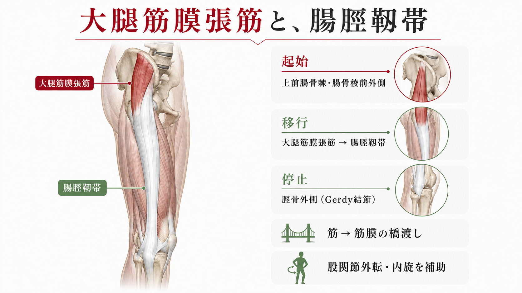 大腿筋膜張筋の硬さを劇的改善！股関節の痛みと太ももの張りを防ぐ極意