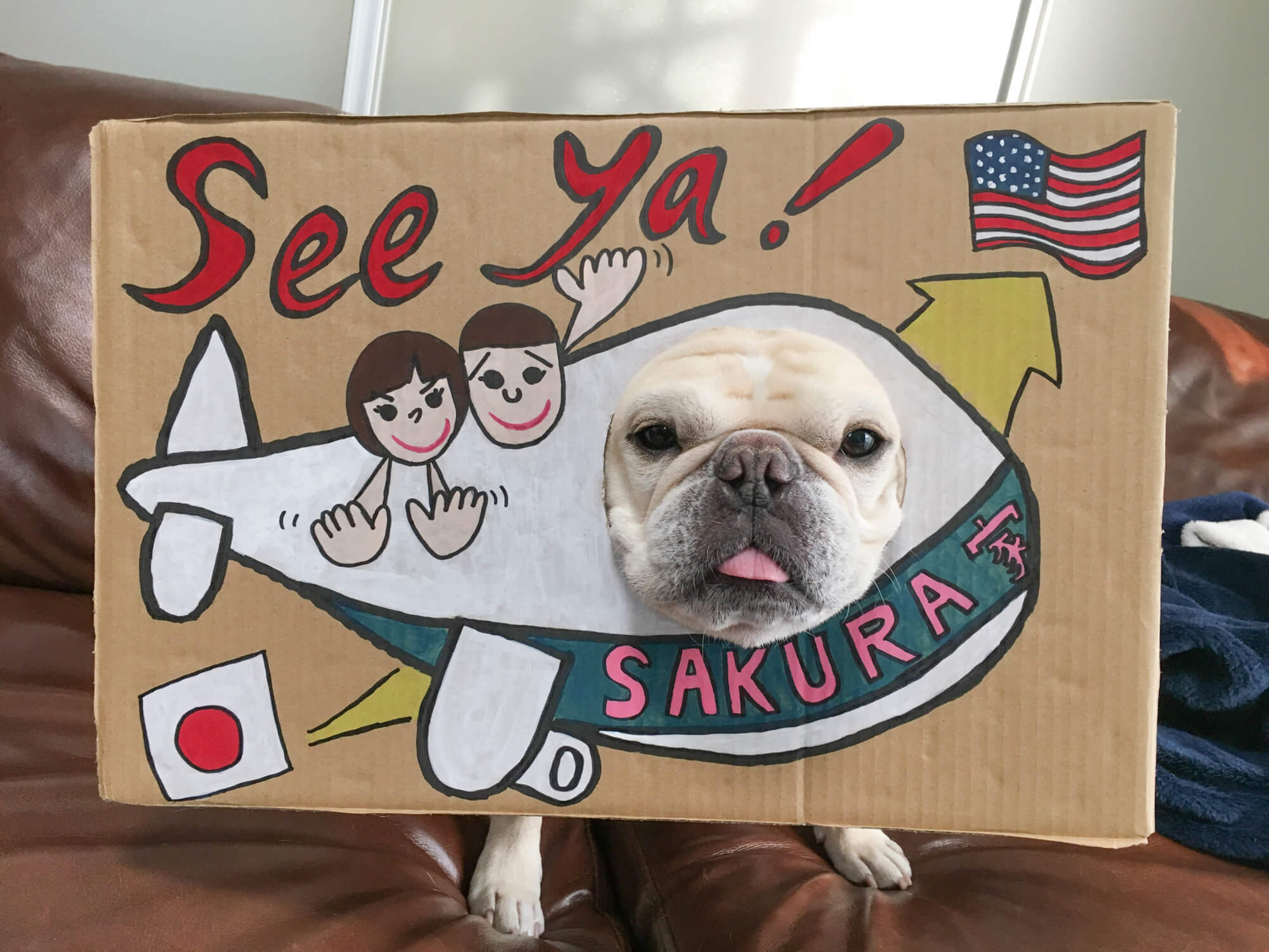 ブルドッグが飛行機に乗れない真相！搭乗拒否の理由と安全な移動法2026