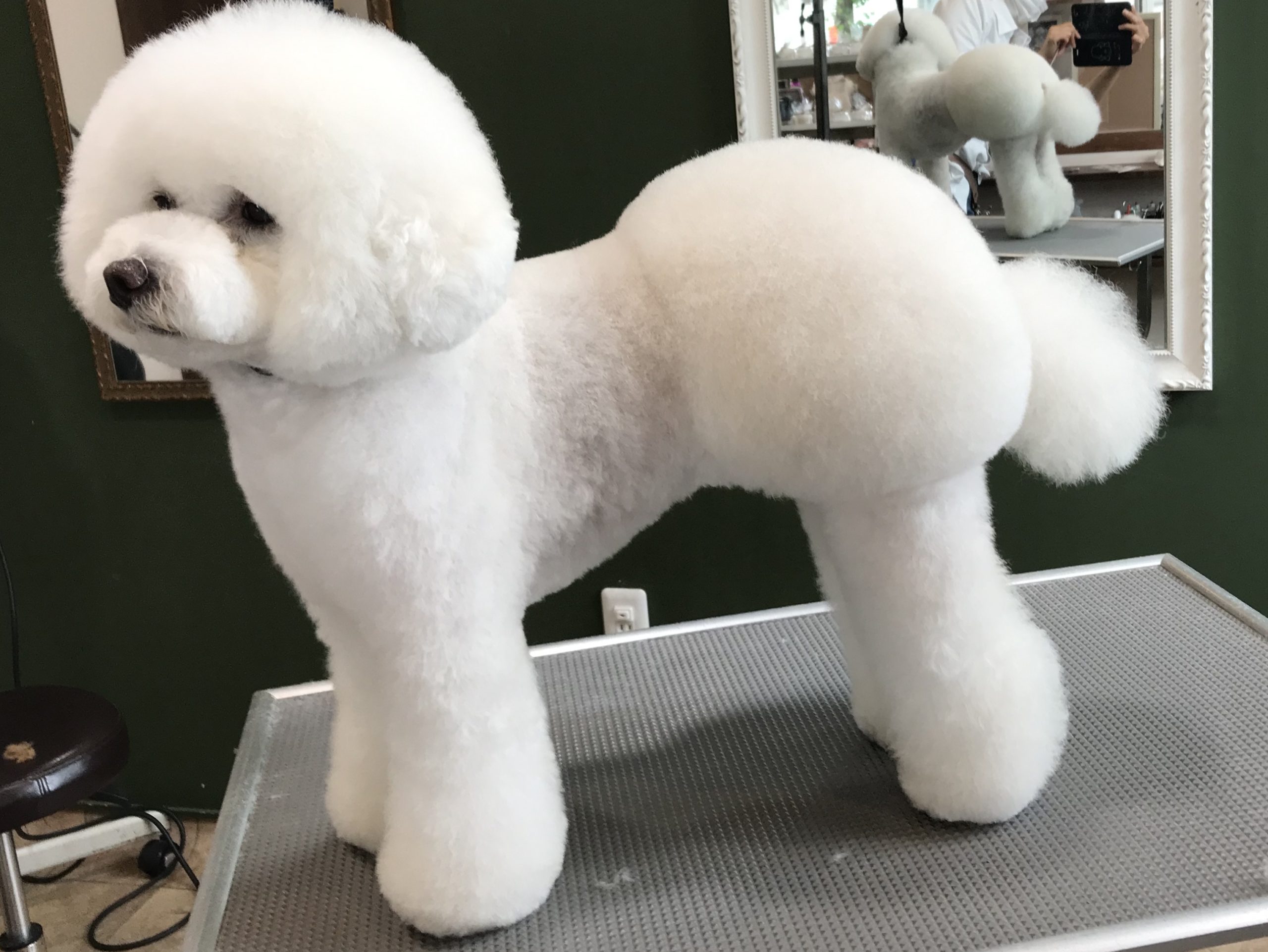 愛犬家絶賛のおパンツカット特集！失敗しない頼み方とお手入れの秘訣