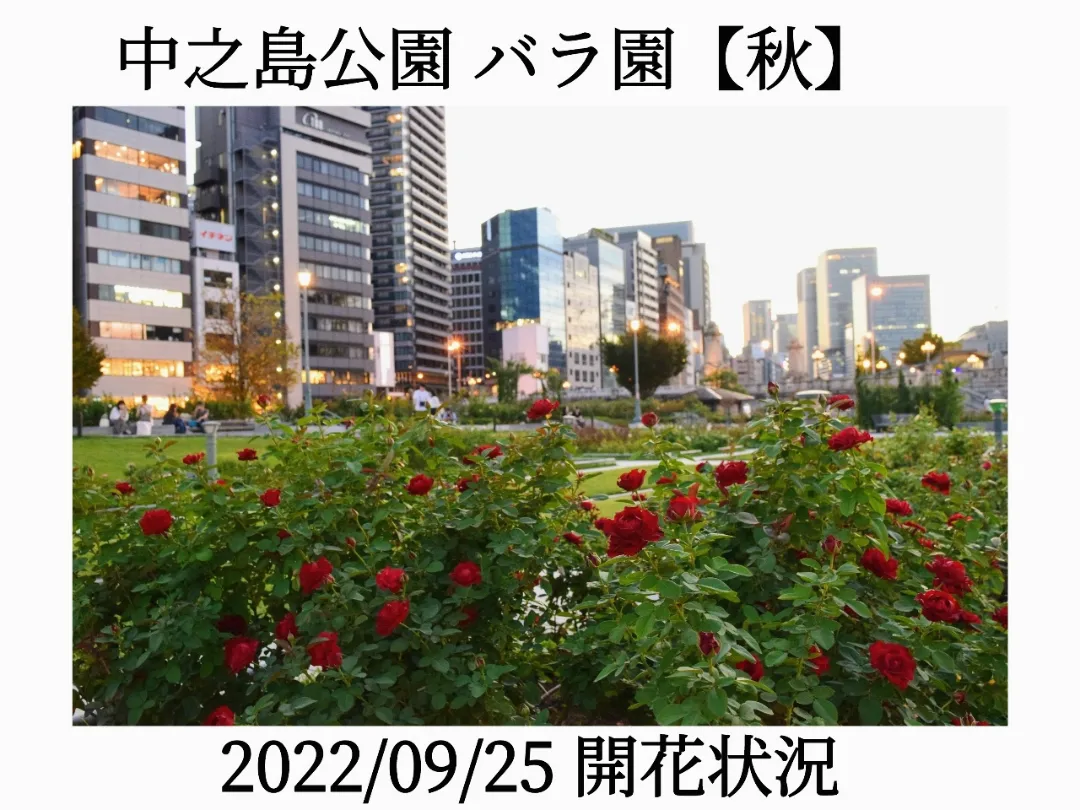 中之島バラ園開花状況2026！現在の見頃ピークと混雑回避術を現場検証