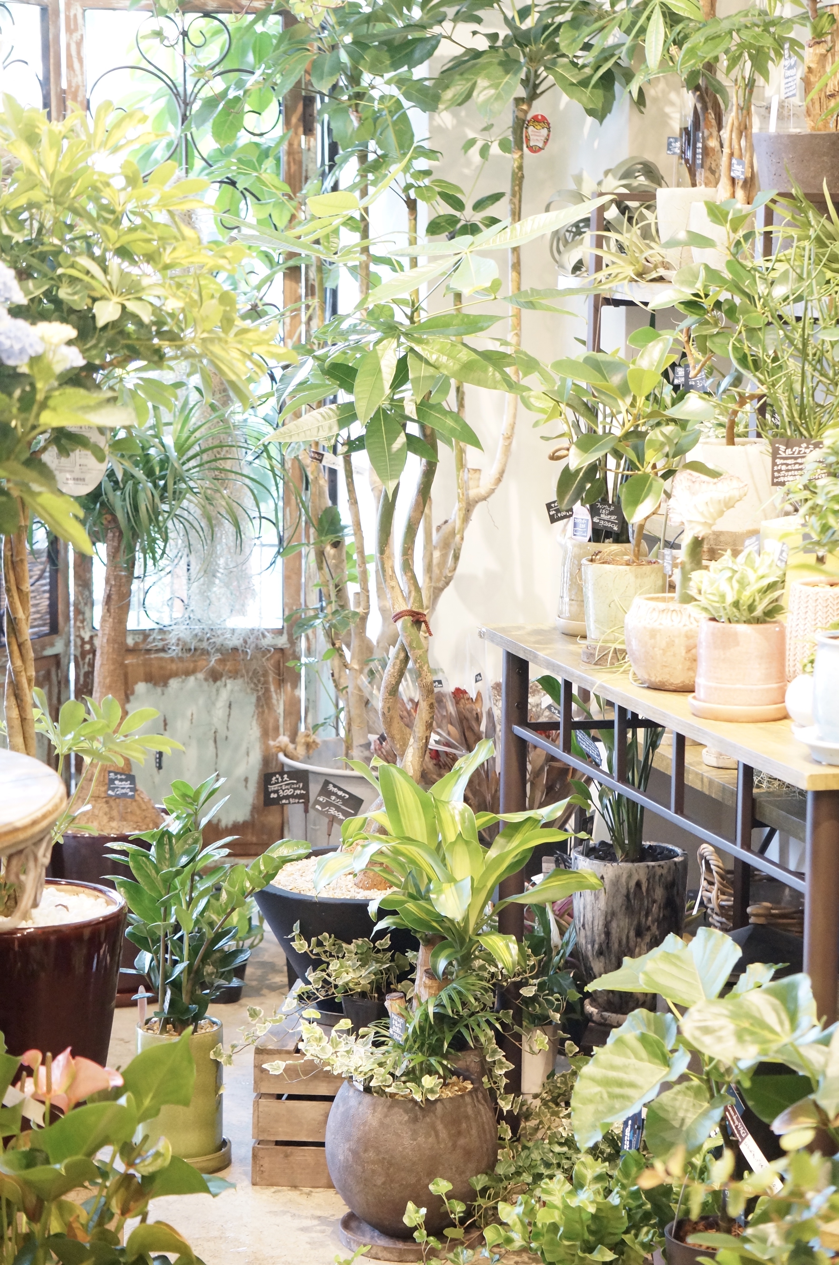 【2026年最新】なぜ岡山が「観葉植物の聖地」と呼ばれるのか？ 街を彩るボタニカルムーブメントの最前線