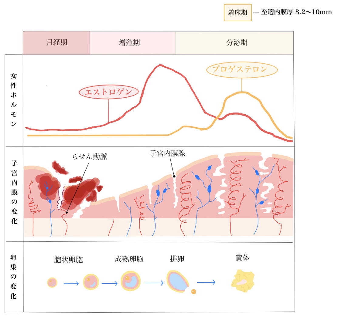 「なぜ厚くならない？」子宮内膜を厚くする決定打と2026最新対策