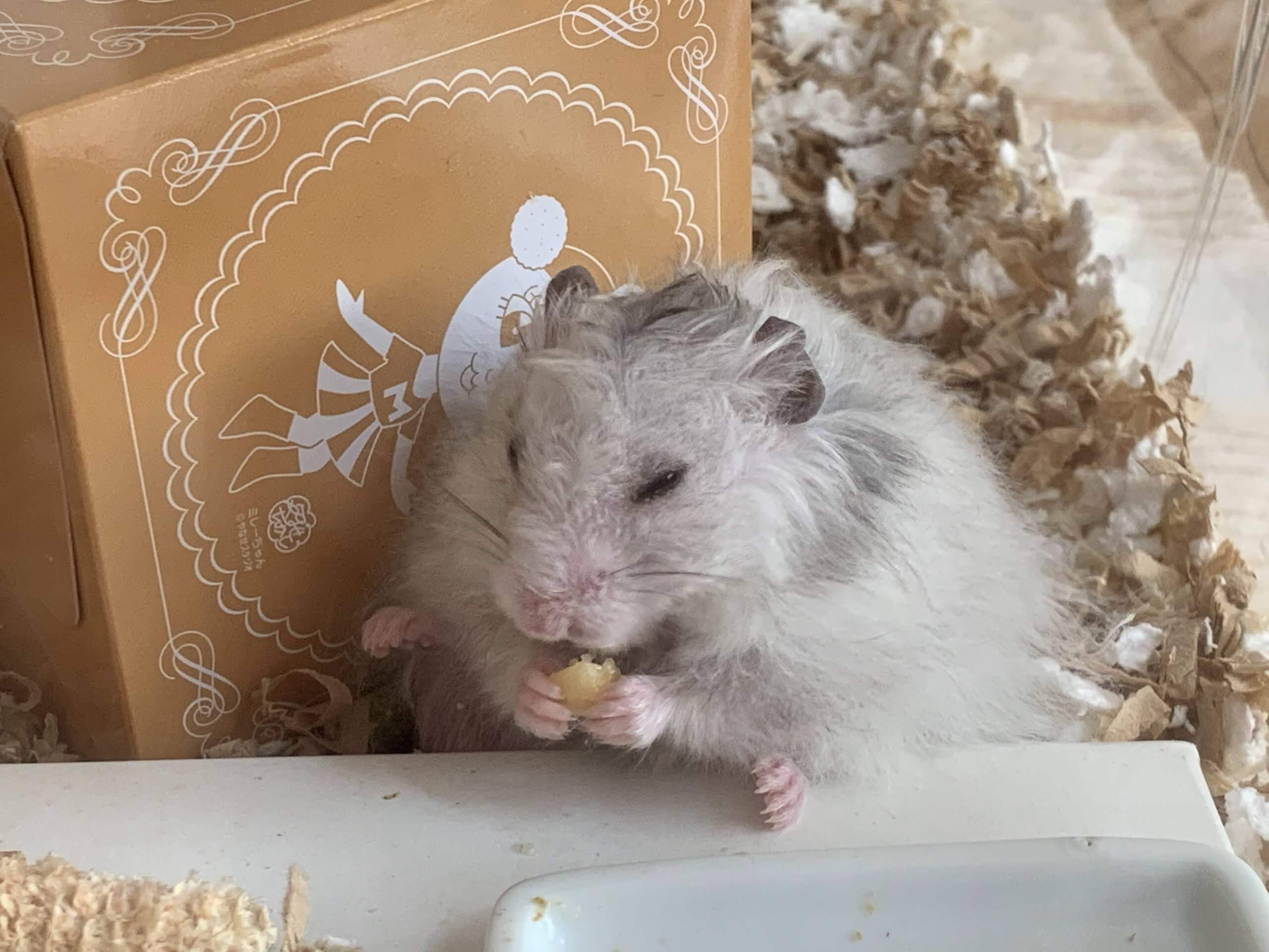 長毛ゴールデンハムスターの飼い方！性別の違いと手入れの極意