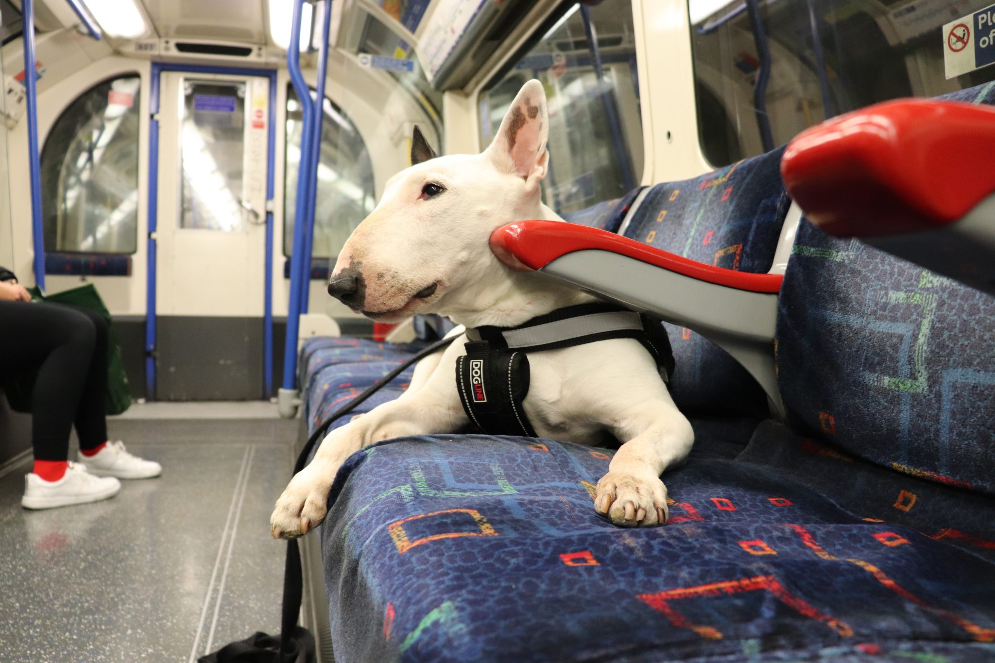 Are Dogs Allowed on London Underground
