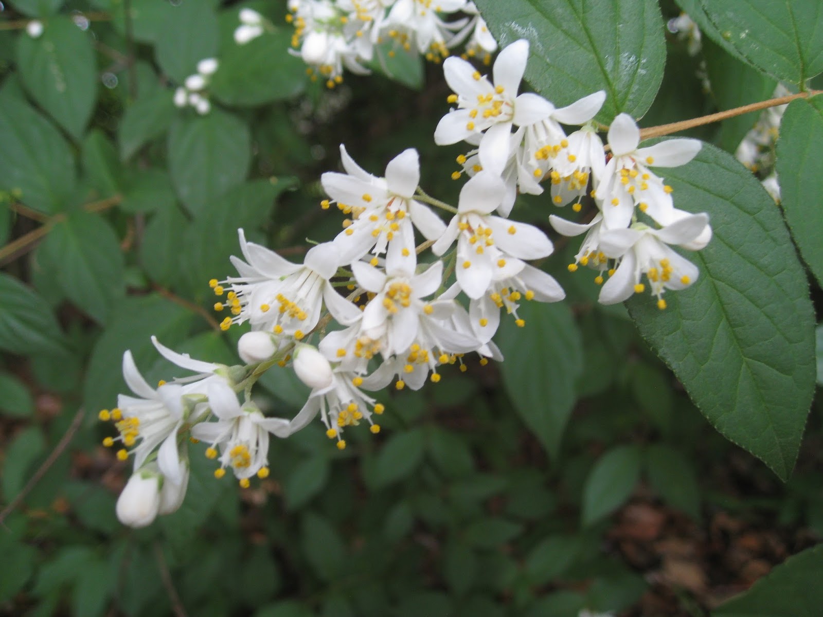 卯の花とはどんな花？ウツギとの違いやおからの由来まで徹底解説