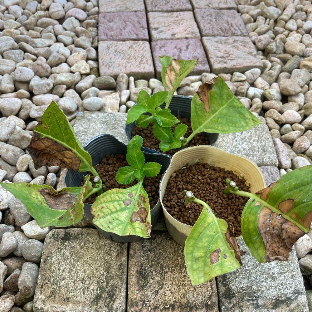 紫陽花の挿し木が失敗する原因とは？枯れる・腐るを防ぐ発根の極意