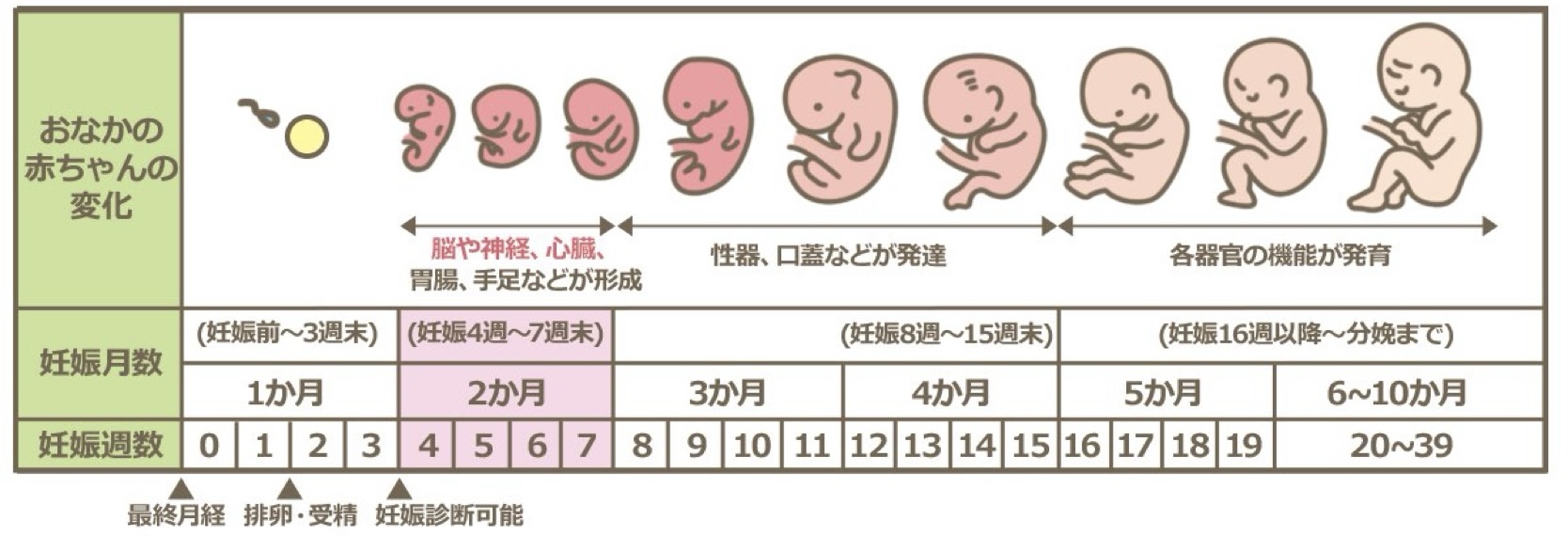 妊娠で性別が女の子の特徴は？お腹の出方・つわりジンクスとエコー判定