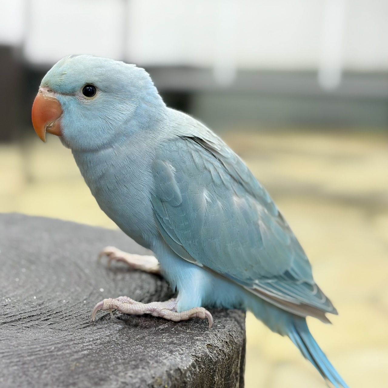 都会の空に響く絶叫！ワカケホンセイインコ野生化の真相と現在