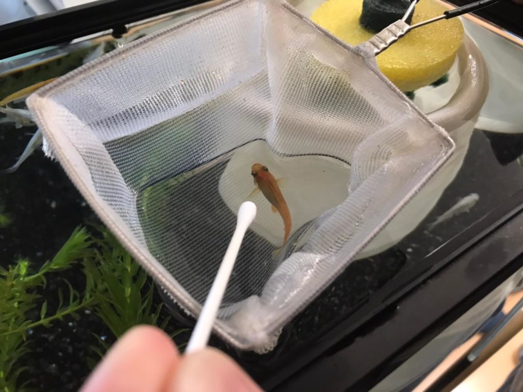 メダカの卵を見つけたら放置Ng！生存率を9割に導く隔離と育成術