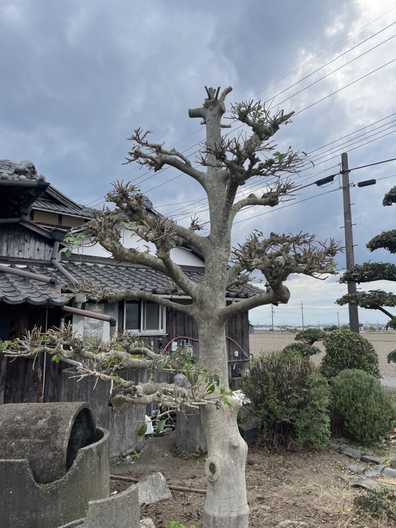 クロガネモチ剪定の決定版｜実がつかない原因と失敗を防ぐ手入れ術