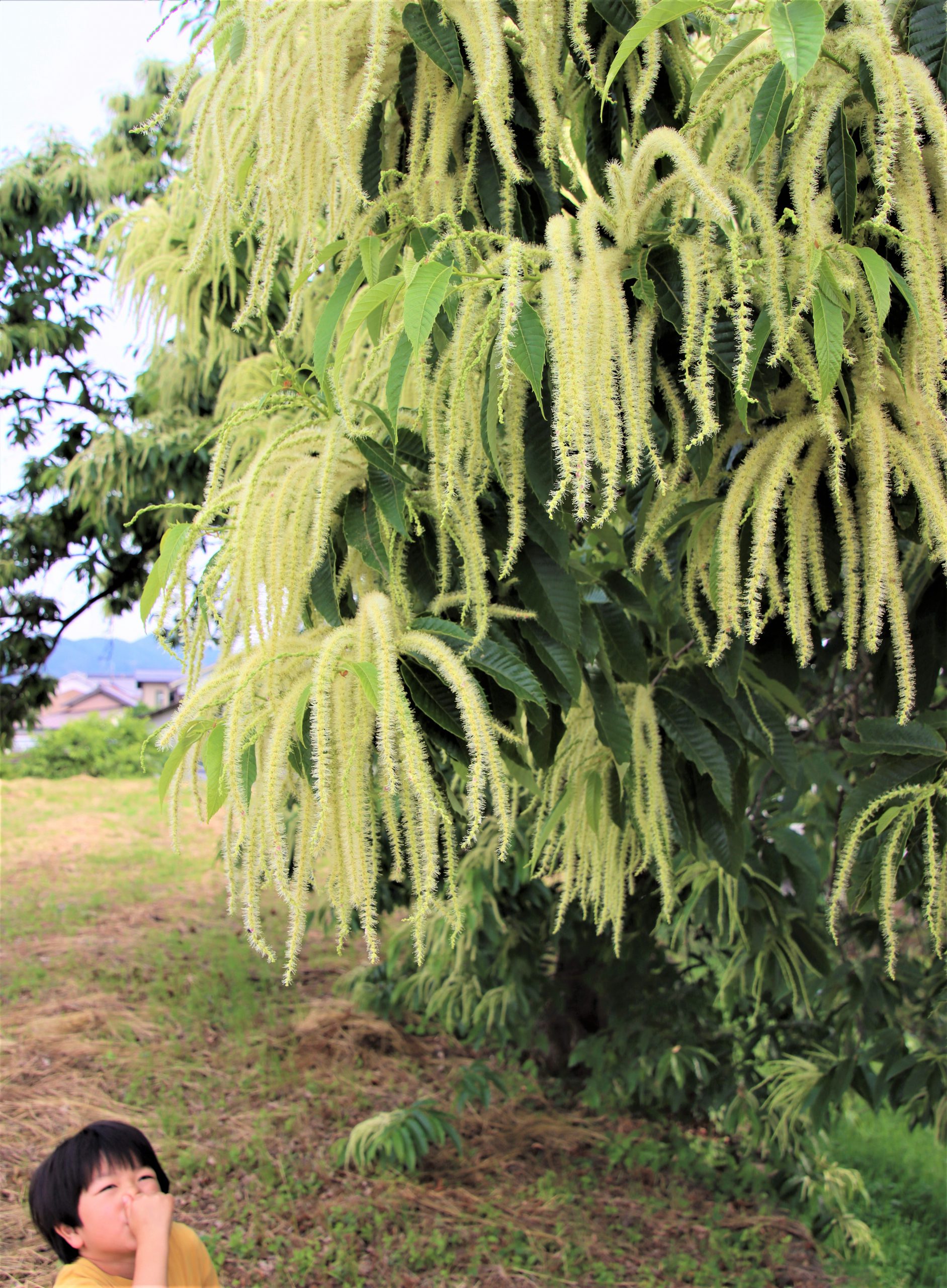 栗の花の匂いはなぜあの臭いなのか？成分の正体と噂の真相を徹底解剖
