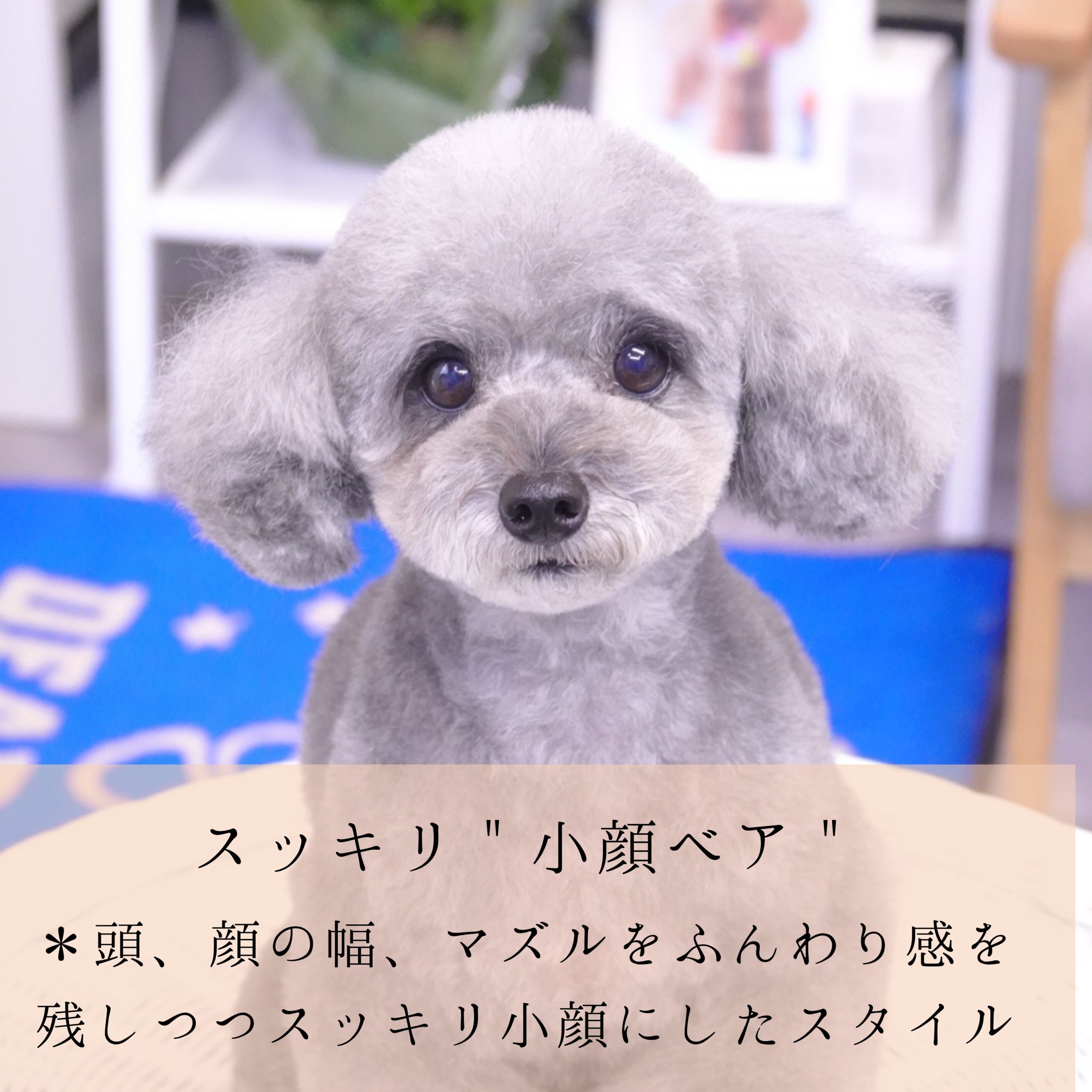 トイプードルの顔スッキリカットで劇的垢抜け！失敗防ぐオーダー術
