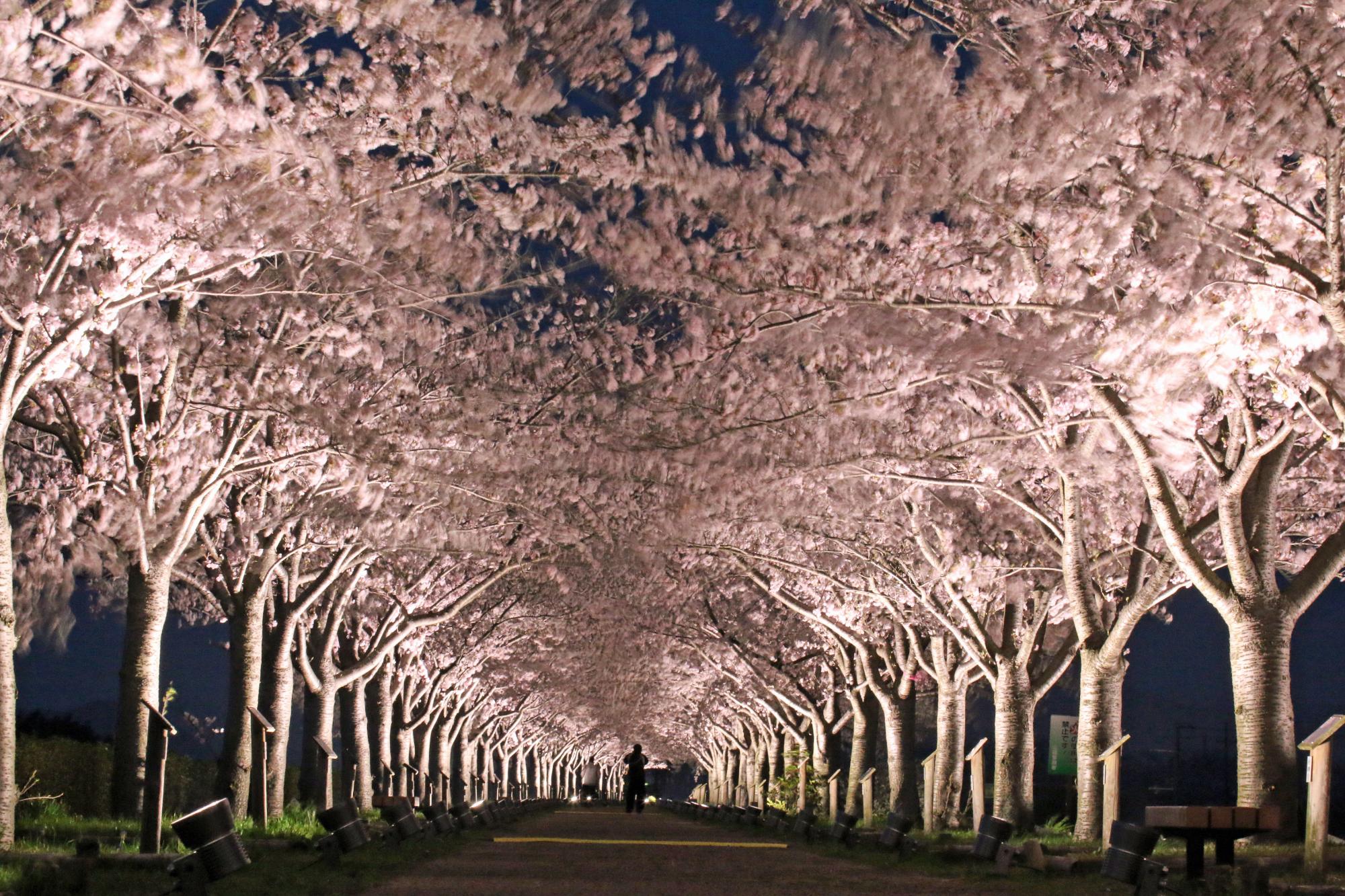 おの桜づつみ回廊2026！4Km絶景と駐車場混雑回避・見頃リレー攻略