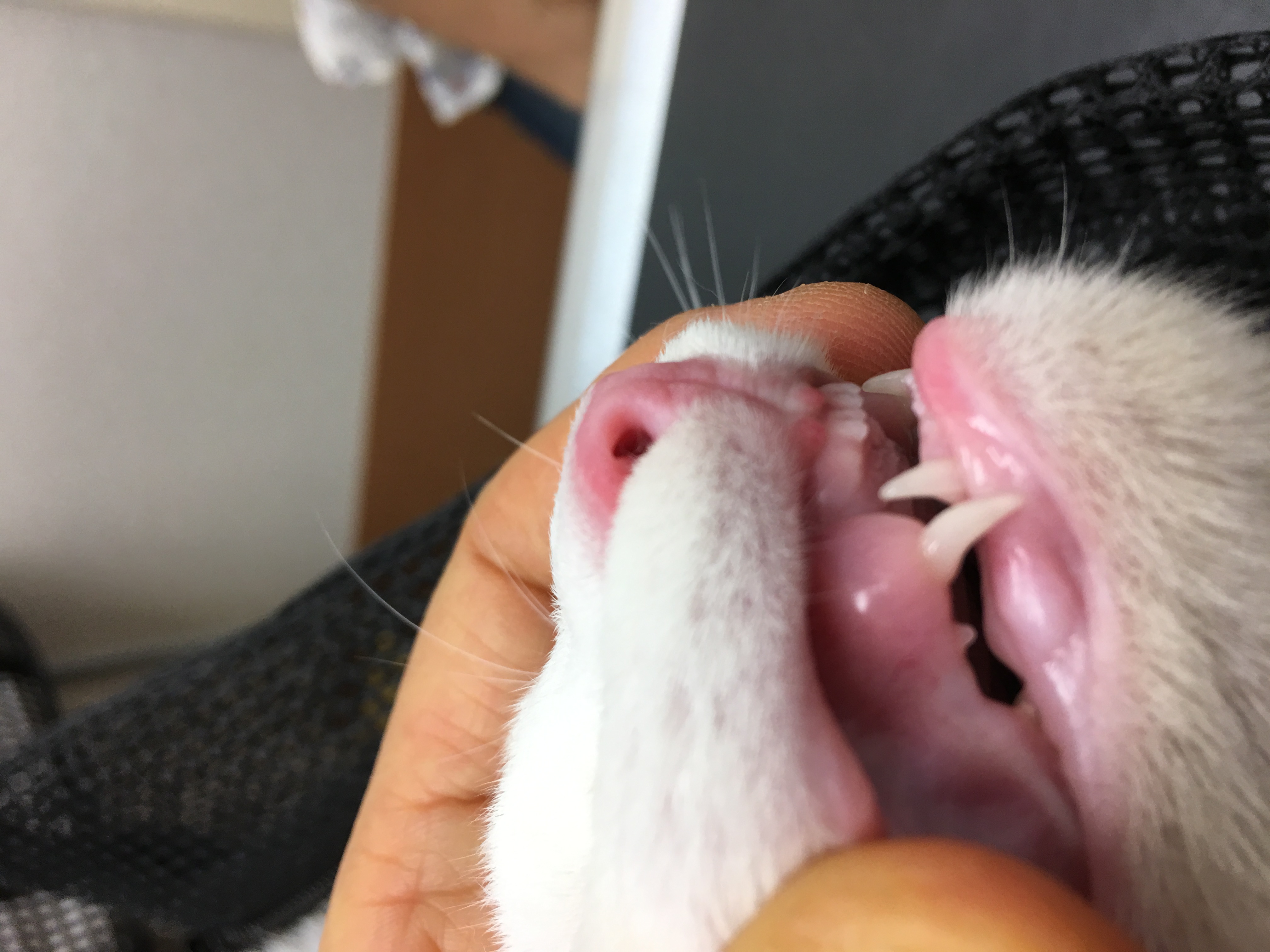 子猫の歯が生え変わるサインとは？抜歯リスクや誤飲の真相を徹底解説