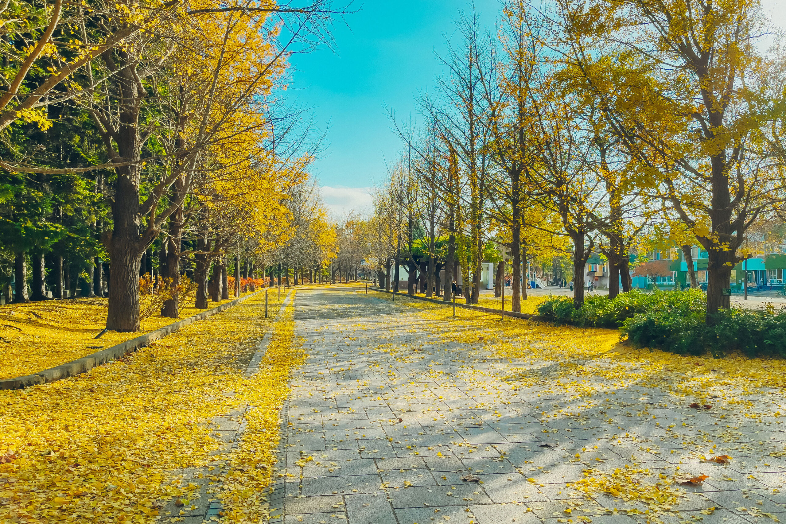 札幌・中島公園の魅力を徹底解剖！見どころ・四季・周辺穴場ガイド