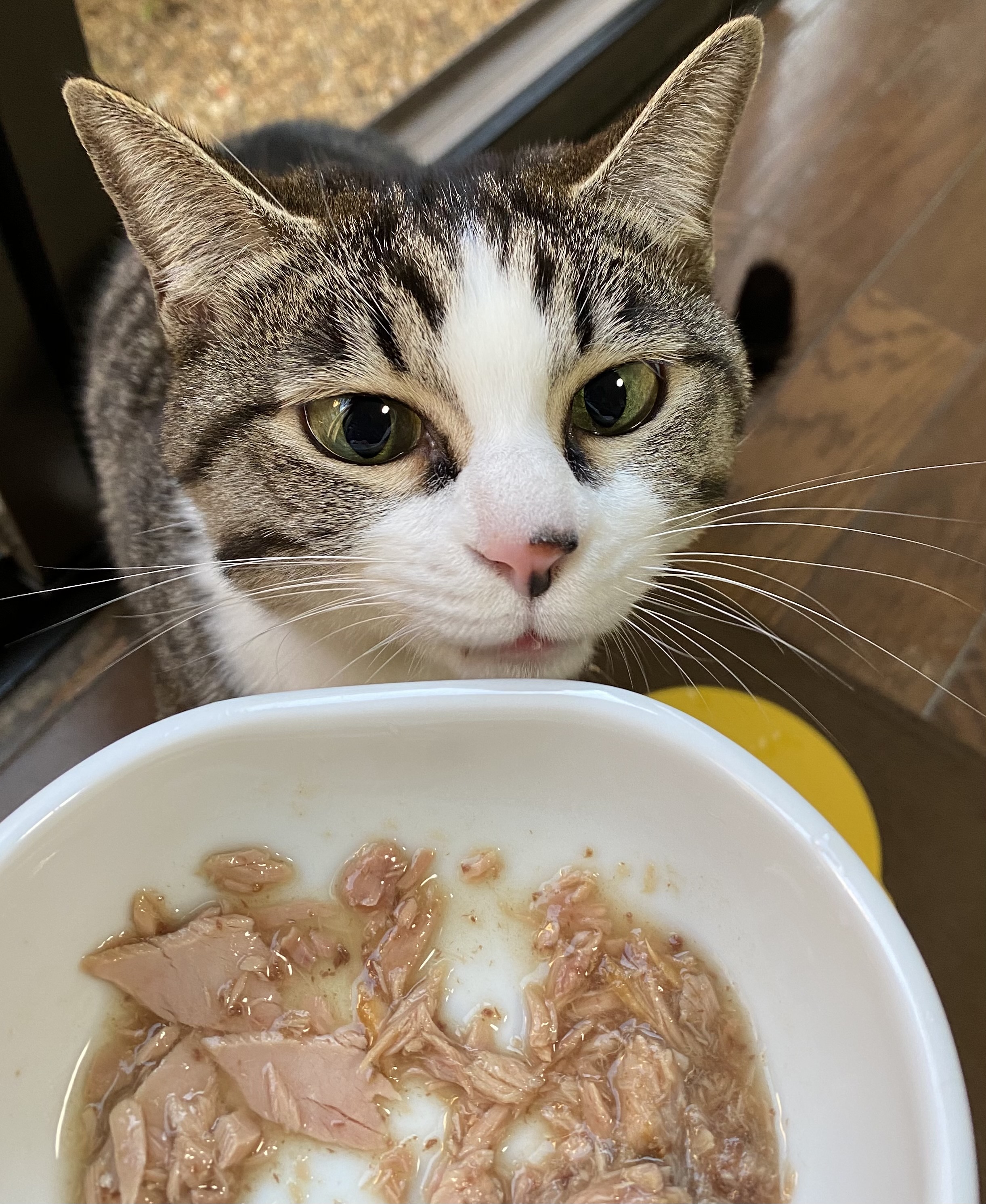 猫がカリカリを食べずウェットだけ食べる真相｜病気のサインと対処法