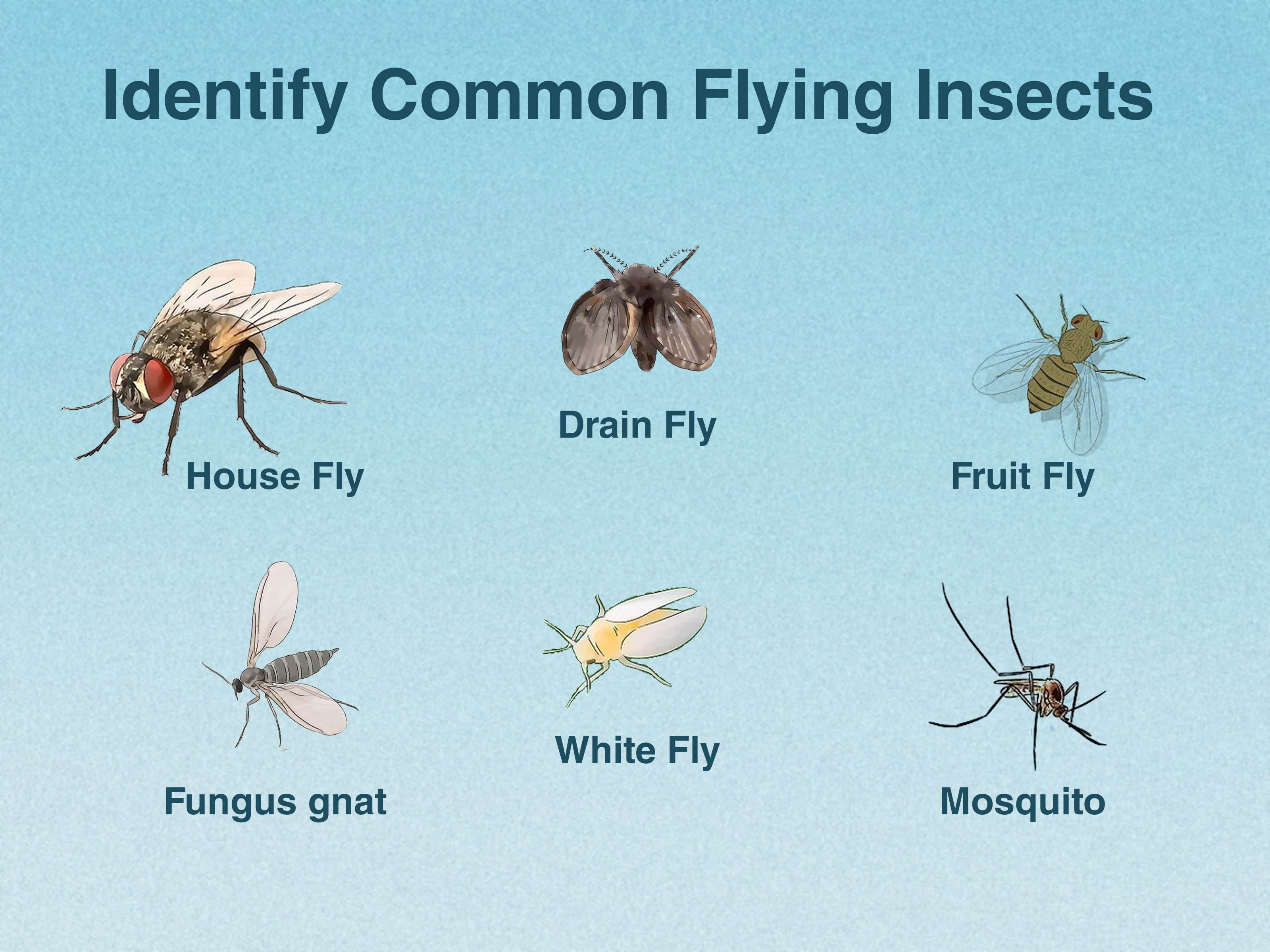 Common Flying House Bugs