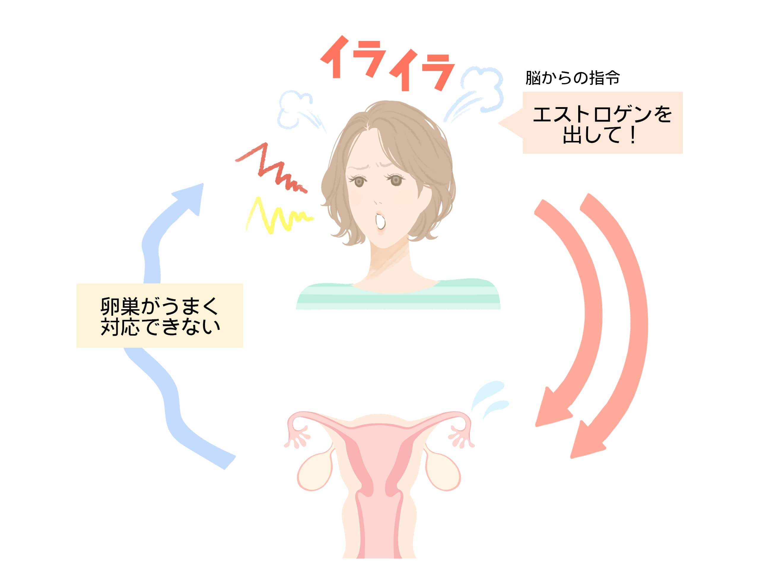 更年期のイライラはなぜ起きる？ホルモン急減の真相と劇的改善策【最新】