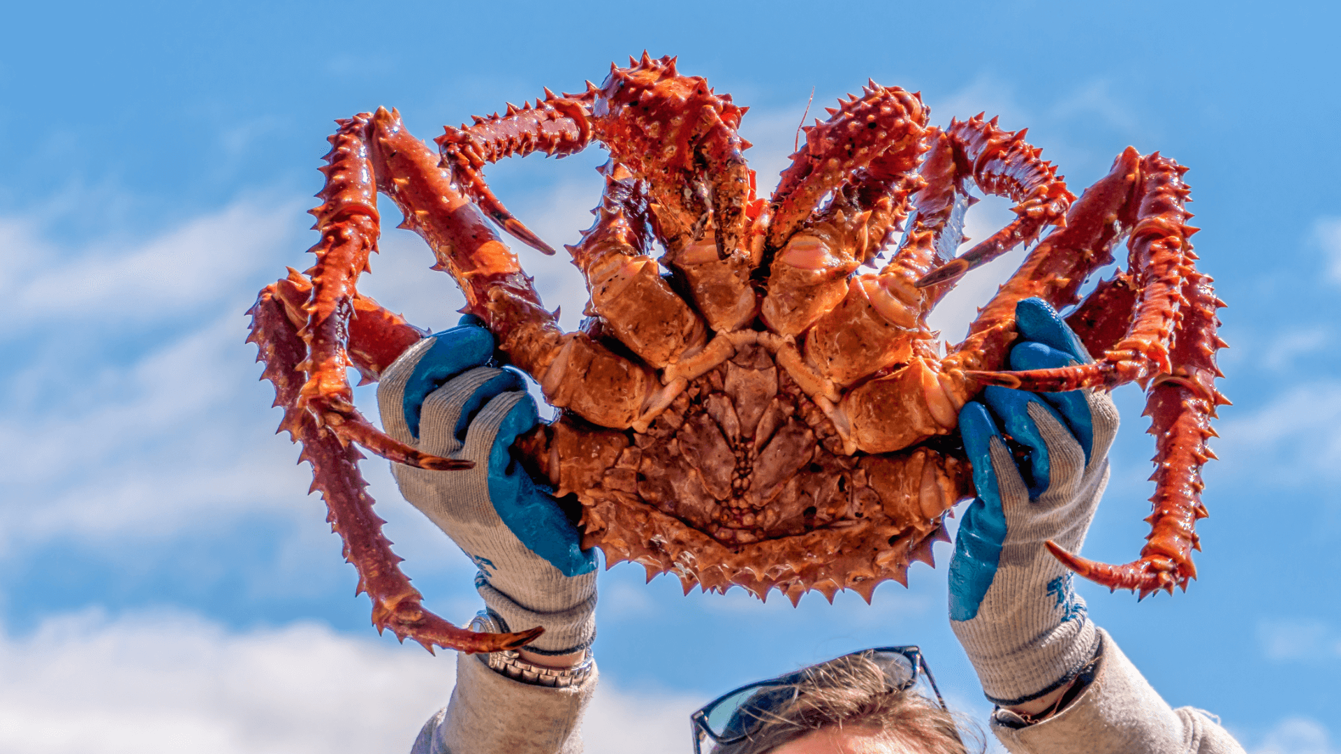 Giant Alaskan King Crab