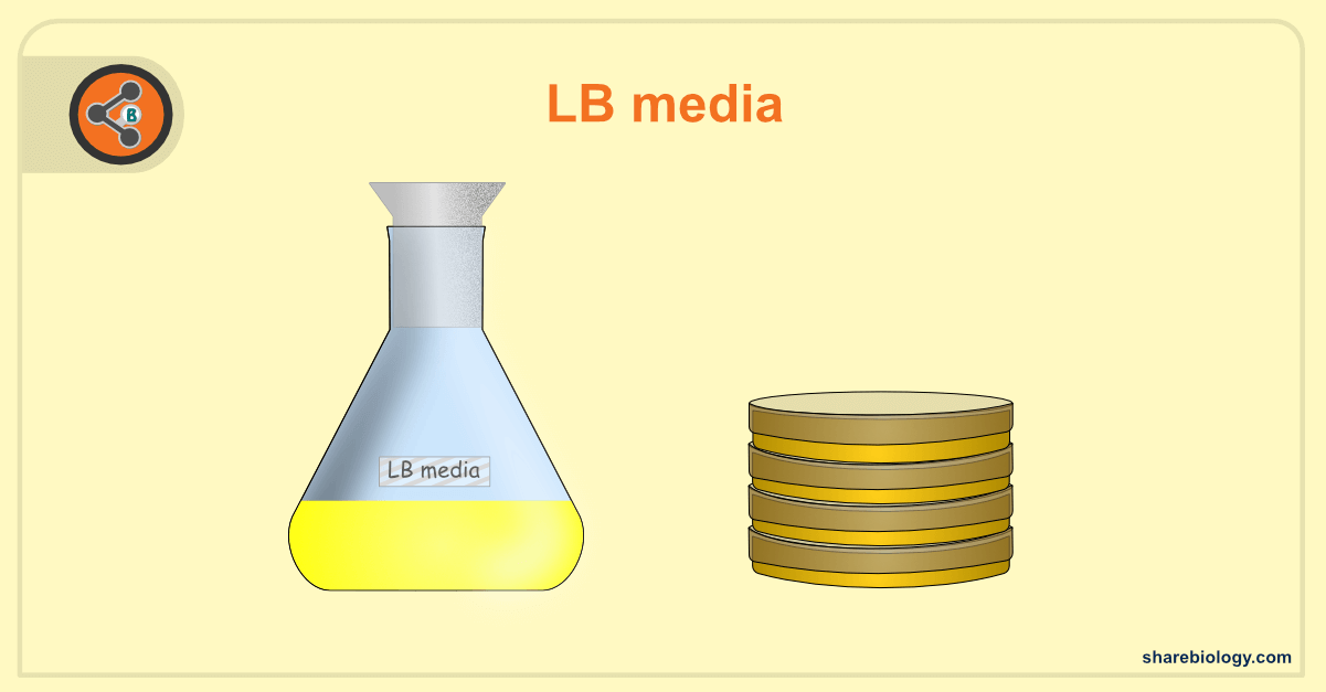 What Is Lb Medium