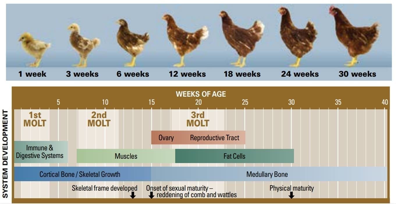 How Long Does It Take to Grow Chickens