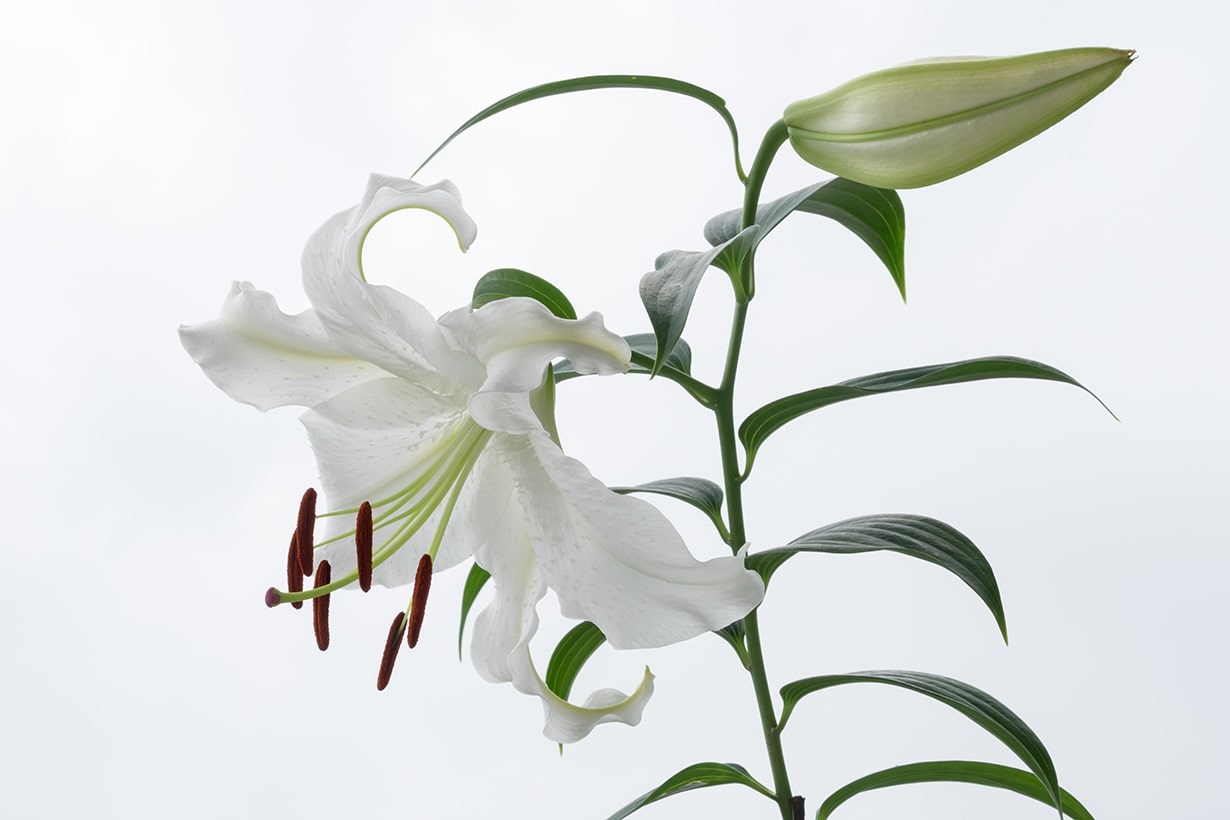 百合の花の怖い花言葉とは？猫への危険性や品種の違い・マナー徹底解明