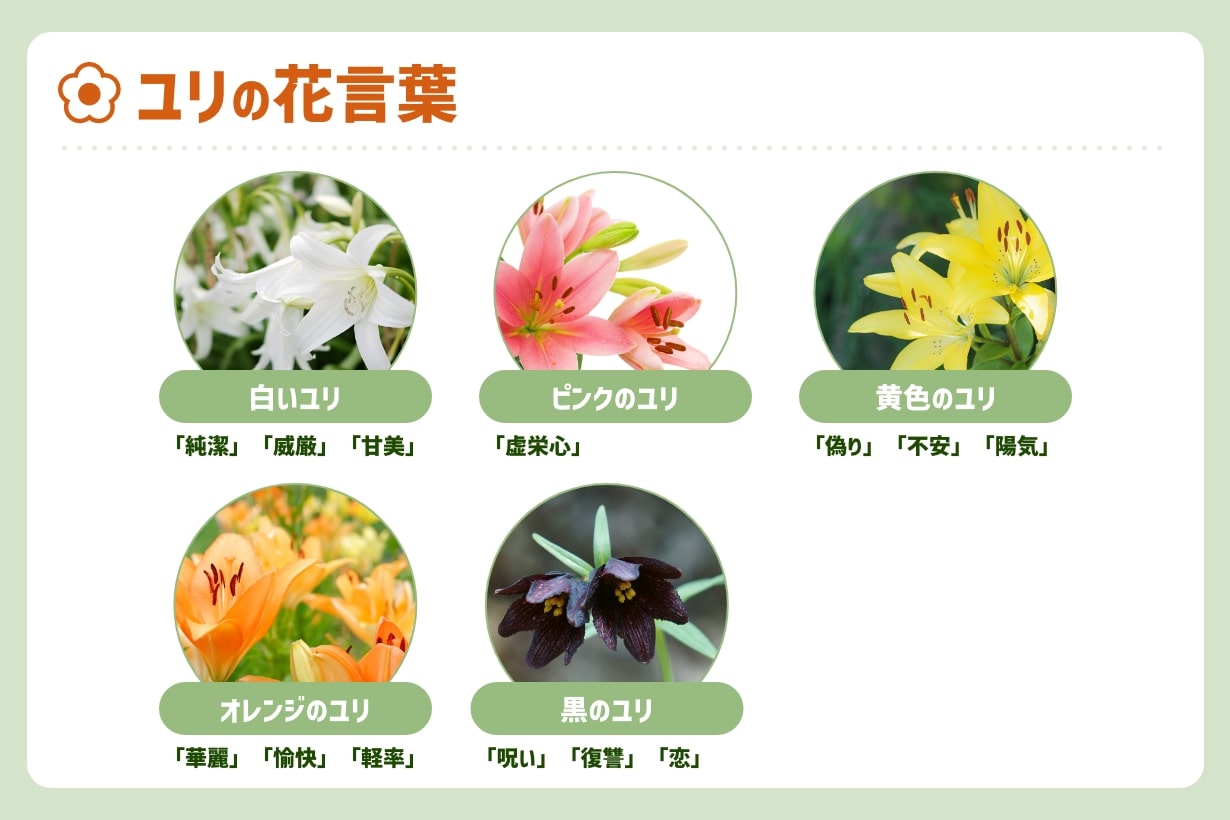 ユリの花言葉に隠された怖い意味とは？色別の象徴とギフトの注意点