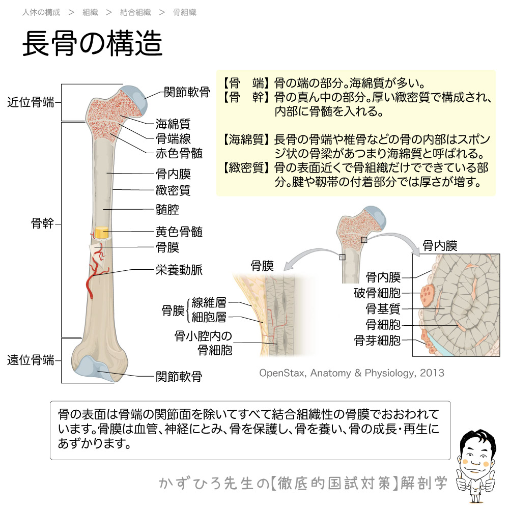長管骨とは何か？構造・機能から骨折リスクまで解剖学のプロが徹底解説