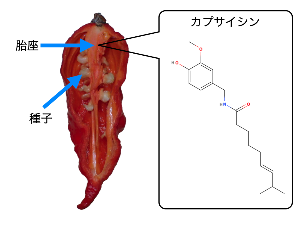 カプサイシンとは？驚きの健康効果と胃痛・致死量の真相を徹底解剖