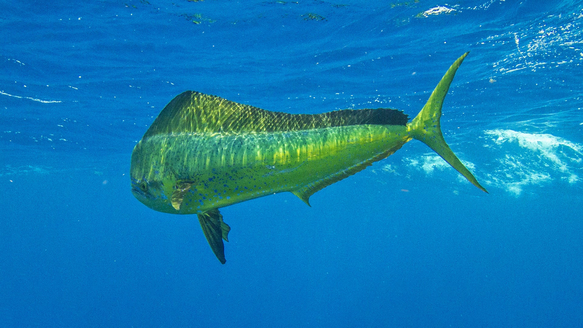 Are Mahi Mahi Endangered