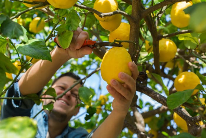 When to Pick Lemons from Lemon Tree