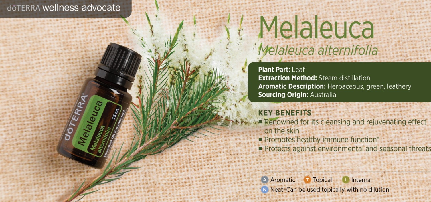 Can You Ingest Melaleuca Oil