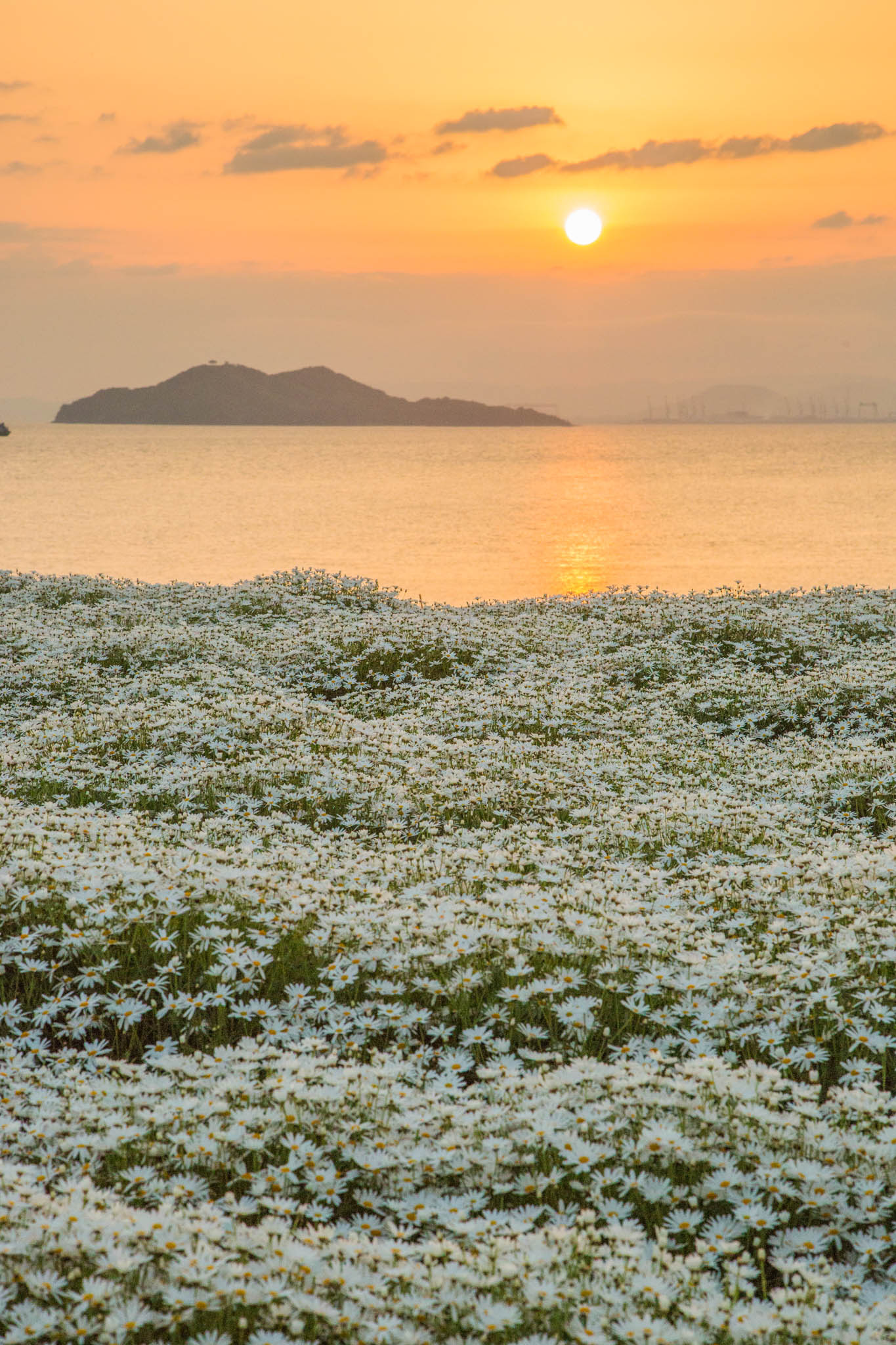 フラワーパーク浦島2026速報｜予約規制の真相と絶景見頃ガイド