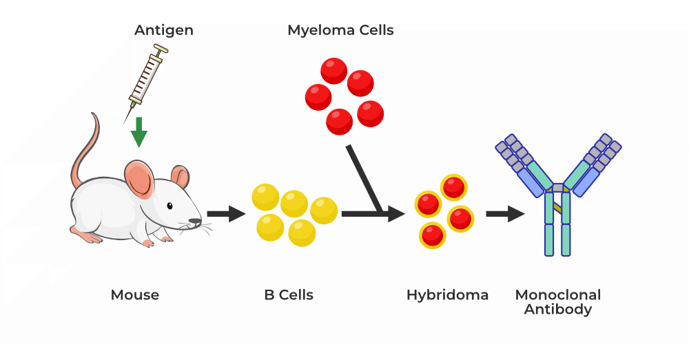 How Does a Monoclonal Antibody Work